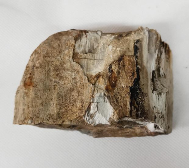 Versteinertes Holz Sumatra